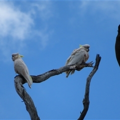 Cacatua galerita (Sulphur-crested Cockatoo) at Paddys River, ACT - 20 Nov 2024 by MB