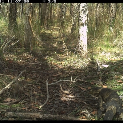 Varanus varius (Lace Monitor) at Shannondale, NSW - 11 Oct 2024 by PEdwards