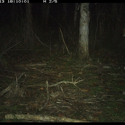 Notamacropus rufogriseus (Red-necked Wallaby) at Shannondale, NSW - 13 Oct 2024 by PEdwards