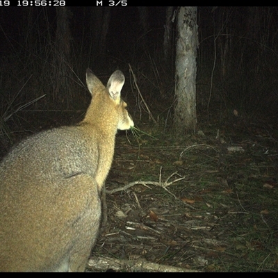 Notamacropus rufogriseus (Red-necked Wallaby) at Shannondale, NSW - 19 Oct 2024 by PEdwards