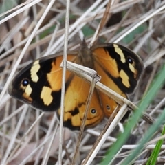 Heteronympha merope (Common Brown Butterfly) at Pipeclay, NSW - 19 Nov 2024 by MVM