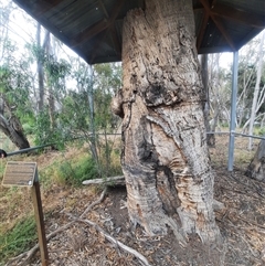 Eucalyptus (genus) (A Gum Tree) at Maude, NSW - 23 Nov 2021 by MB