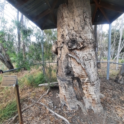 Eucalyptus sp. (A Gum Tree) at Maude, NSW - 22 Nov 2021 by MB