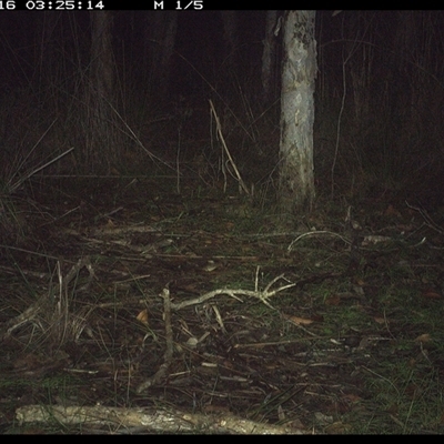 Aepyprymnus rufescens (Rufous Bettong) at Shannondale, NSW - 15 Oct 2024 by PEdwards