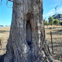 Eucalyptus sp. (A Gum Tree) at Carrathool, NSW - 17 Nov 2021 by MB