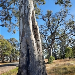 Eucalyptus (genus) (A Gum Tree) at Carrathool, NSW - 18 Nov 2021 by MB