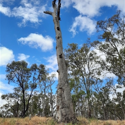 Eucalyptus (genus) (A Gum Tree) at Hay South, NSW - 15 Nov 2021 by MB