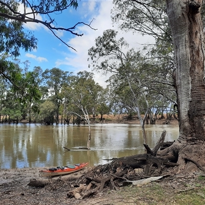 Eucalyptus (genus) (A Gum Tree) at Hay South, NSW - 14 Nov 2021 by MB