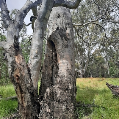 Eucalyptus (genus) (A Gum Tree) at Carrathool, NSW - 13 Nov 2021 by MB