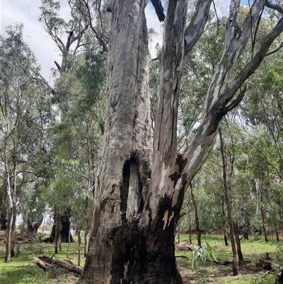 Eucalyptus (genus) (A Gum Tree) at Hay South, NSW - 13 Nov 2021 by MB