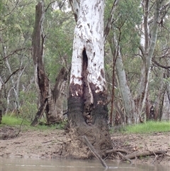 Eucalyptus (genus) (A Gum Tree) at Carrathool, NSW - 12 Nov 2021 by MB