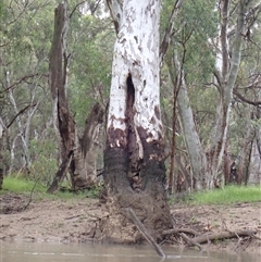 Eucalyptus sp. (A Gum Tree) at Carrathool, NSW - 11 Nov 2021 by MB