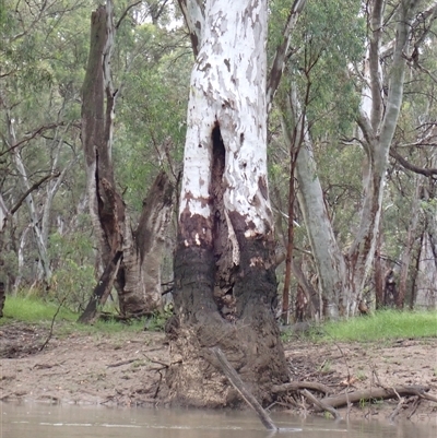 Eucalyptus (genus) (A Gum Tree) at Carrathool, NSW - 12 Nov 2021 by MB