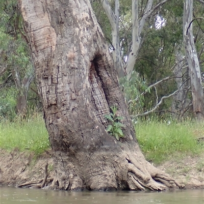 Eucalyptus sp. (A Gum Tree) at Carrathool, NSW - 10 Nov 2021 by MB