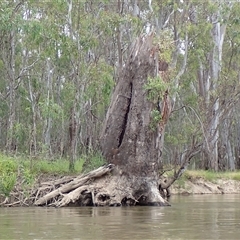 Eucalyptus sp. (A Gum Tree) at Benerembah, NSW - 9 Nov 2021 by MB