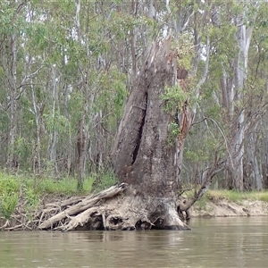 Eucalyptus sp. (A Gum Tree) at Benerembah, NSW by MB