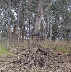 Eucalyptus sp. (A Gum Tree) at Carrathool, NSW - 24 Sep 2024 by MB