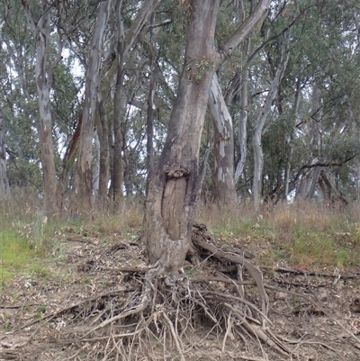 Eucalyptus (genus) (A Gum Tree) at Carrathool, NSW - 25 Sep 2024 by MB