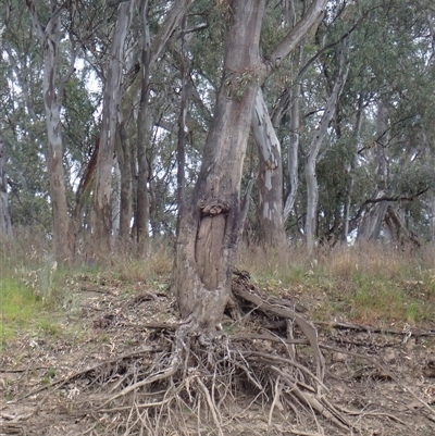 Eucalyptus sp. (A Gum Tree) at Carrathool, NSW - 24 Sep 2024 by MB