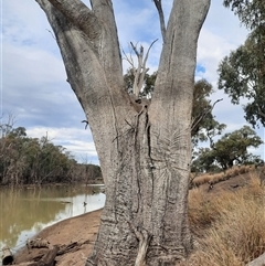 Eucalyptus sp. (A Gum Tree) at Carrathool, NSW - 24 Sep 2024 by MB