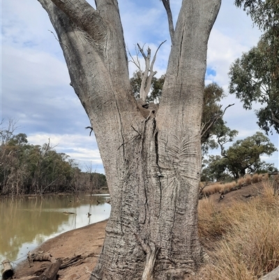 Eucalyptus sp. (A Gum Tree) at Carrathool, NSW - 24 Sep 2024 by MB