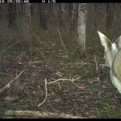 Macropus parryi (Whiptail Wallaby) at Shannondale, NSW - 15 Oct 2024 by PEdwards