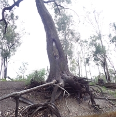 Eucalyptus (genus) (A Gum Tree) at Balranald, NSW - 21 Sep 2022 by MB