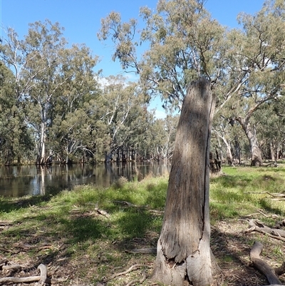 Eucalyptus sp. (A Gum Tree) at Balranald, NSW - 19 Sep 2022 by MB