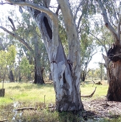Eucalyptus (genus) (A Gum Tree) at Balranald, NSW - 19 Sep 2022 by MB