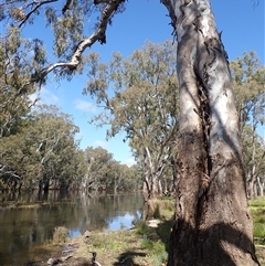 Eucalyptus (genus) (A Gum Tree) at Balranald, NSW - 19 Sep 2022 by MB