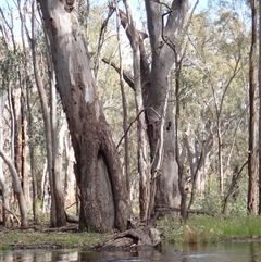 Eucalyptus sp. (A Gum Tree) at Balranald, NSW - 19 Sep 2022 by MB