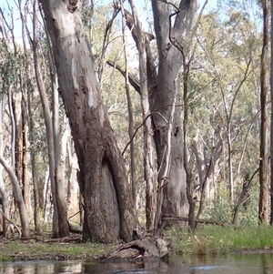 Eucalyptus sp. (A Gum Tree) at Balranald, NSW by MB