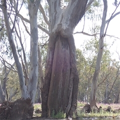 Eucalyptus (genus) (A Gum Tree) at Balranald, NSW - 19 Sep 2022 by MB
