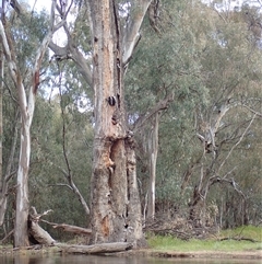 Eucalyptus (genus) (A Gum Tree) at Balranald, NSW - 18 Sep 2022 by MB