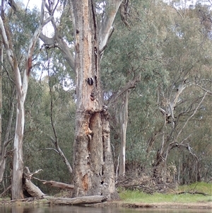 Eucalyptus sp. (A Gum Tree) at Balranald, NSW by MB