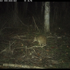 Isoodon macrourus (Northern Brown Bandicoot) at Shannondale, NSW - 21 Oct 2024 by PEdwards