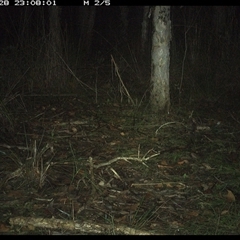 Perameles nasuta (Long-nosed Bandicoot) at Shannondale, NSW - 28 Oct 2024 by PEdwards