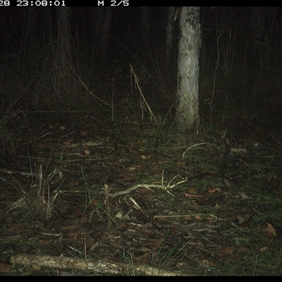 Perameles nasuta (Long-nosed Bandicoot) at Shannondale, NSW - 28 Oct 2024 by PEdwards