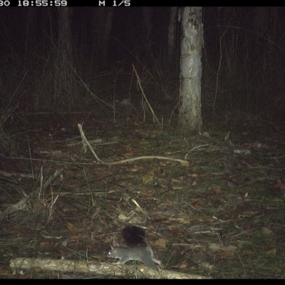 Phascogale tapoatafa (Brush-tailed Phascogale) at Shannondale, NSW - 30 Oct 2024 by PEdwards