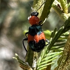 Dicranolaius sp. (Flower beetle) at Hackett, ACT - 20 Nov 2024 by Pirom