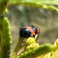 Dicranolaius sp. at Hackett, ACT - 20 Nov 2024 12:37 PM