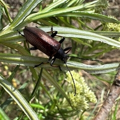 Homotrysis cisteloides (Darkling beetle) at Hackett, ACT - 20 Nov 2024 by Pirom