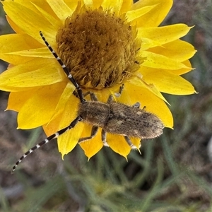 Rhytiphora paulla at Hackett, ACT - 20 Nov 2024