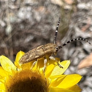 Rhytiphora paulla at Hackett, ACT - 20 Nov 2024