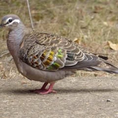 Phaps chalcoptera (Common Bronzewing) at Shannondale, NSW - 31 Oct 2024 by PEdwards