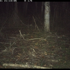 Unidentified Small Marsupial at Shannondale, NSW - 31 Oct 2024 by PEdwards