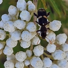 Eleale pulchra (Clerid beetle) at Goulburn, NSW - 20 Nov 2024 by trevorpreston