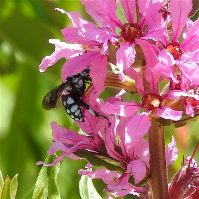 Thyreus caeruleopunctatus (Chequered cuckoo bee) at Acton, ACT - 20 Nov 2024 by HelenCross