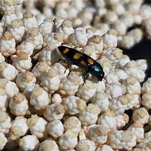 Castiarina livida at Goulburn, NSW - 20 Nov 2024