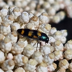 Castiarina livida at Goulburn, NSW - 20 Nov 2024